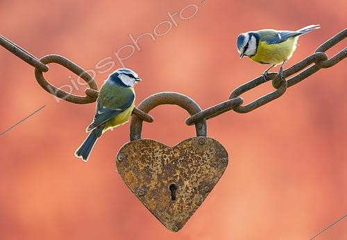 Biosphoto | 2444490 | Blue tits (Cyanistes caeruleus) perched on an old heart-shaped padlock | © Frédéric Desmette / Biosphoto