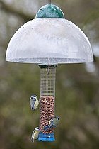 Biosphoto | 1251051 | Blue tits on feeder with anti-squirrel UK | &copy; Michel Gunther / Biosphoto