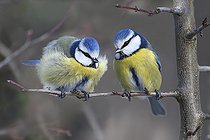 Biosphoto | 2462406 | Blue tits (Parus caeruleus) couple on a branch, Vosges du Nord Regional Nature Park, France | &copy; Michel Rauch / Biosphoto