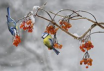 Biosphoto | 2464296 | Blue tits (Parus caeruleus) eating wine-berries, Vosges du Nord Regional Nature Park, France | &copy; Michel Rauch / Biosphoto