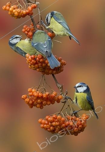 Biosphoto | 2033067 | Blue Tits perched on a Rowan with berries in autumn - GB | &copy; Frédéric Desmette / Biosphoto