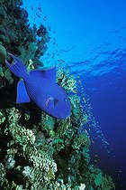 Biosphoto | 981157 | Blue Triggerfish in Coral Reef, Ras Mohammed, Sinai, Red Sea, Egypt | &copy; Borut Furlan / WaterFrame / Biosphoto
