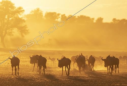 Biosphoto | 2566072 | Blue Wildebeest (Connochaetes taurinus). Herd at sunrise. Behind them a group of springbok (Antidorcas marsupialis). Kalahari Desert, Kgalagadi Transfrontier Park, South Africa. | &copy; Thomas Dressler / Biosphoto