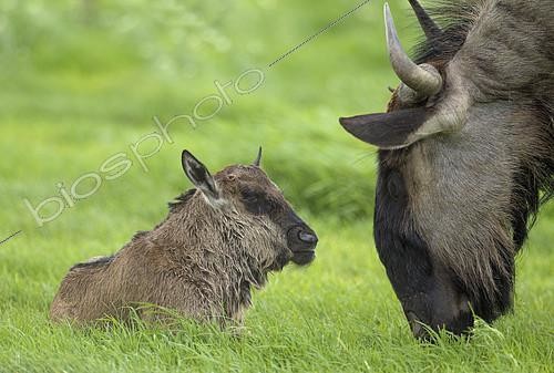 Biosphoto | 2134093 | Blue Wildebeest (Connochaetes taurinus taurinus). Female and her newly born calf. During the rainy season in green surroundings. Kalahari Desert, Kgalagadi Transfrontier Park, South Africa. | &copy; Thomas Dressler / Biosphoto