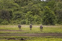 Biosphoto | 2601765 | Blue wildebeest (Connochaetes taurinus taurinus) running in the savannah, Namibia, Africa | &copy; Alain Roux / Biosphoto