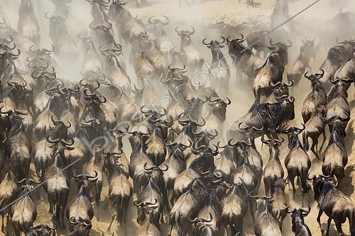 Biosphoto | 2088901 | Blue Wildebeests (Connochaetes taurinus) migration, Masai Mara, Kenya | &copy; Juan-Carlos Muñoz / Biosphoto