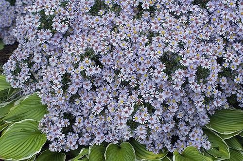 Biosphoto | 164143 | Blue Wood Aster 'Photographer'  | &copy; Frédéric Didillon / Biosphoto