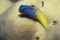Biosphoto | 981053 | Blue-yellow Blenny, Ras Mohammed, Sinai, Red Sea, Egypt | &copy; Borut Furlan / WaterFrame / Biosphoto