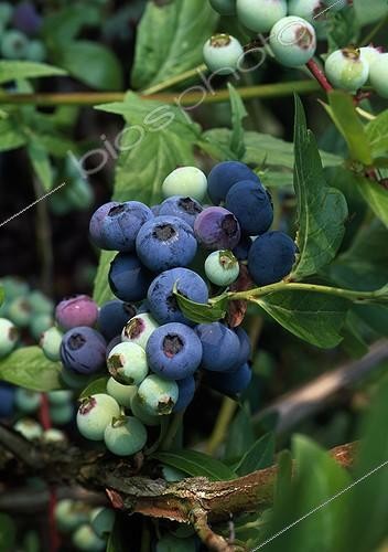 Biosphoto | 627963 | Blueberries | &copy; Gilles Le Scanff & Joëlle-Caroline Mayer / Biosphoto