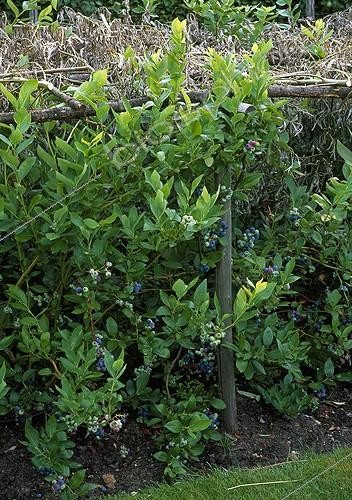 Biosphoto | 627964 | Blueberries | &copy; Gilles Le Scanff & Joëlle-Caroline Mayer / Biosphoto