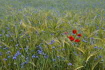 Biosphoto | 2051194 | Blueberry fields (Centaurea cyanus) and Poppies (Papaver rhoeas) in a field of barley, 2012 June 07, Northern Vosges Regional Nature Park, declared a World Biosphere Reserve by UNESCO, France | &copy; Michel Rauch / Biosphoto