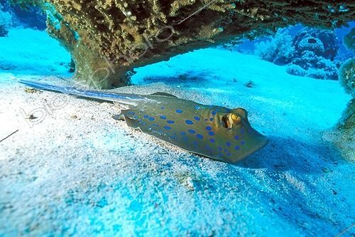 Biosphoto | 644003 | Bluespotted Ribbontail Ray swimming in the Red Sea bottom | &copy; Didier Brandelet / Biosphoto