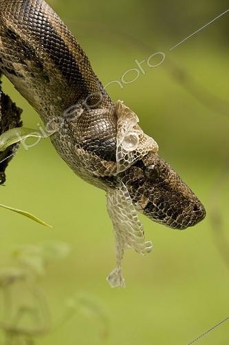 Biosphoto | 1419254 | Boa constricteur en mue PN Guanacaste Costa Rica | &copy; John Cancalosi / Biosphoto