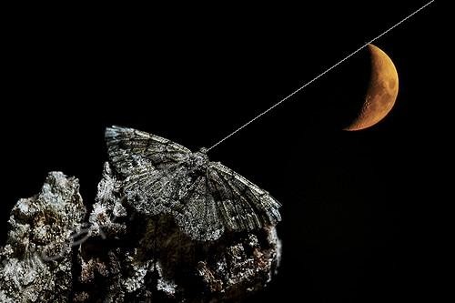 Biosphoto | 2009120 | Boarmie de l'Yeuse et croissant de lune - Espagne | &copy; Mario Cea Sanchez / Biosphoto