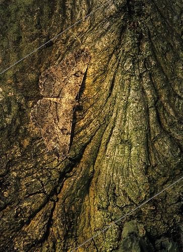Biosphoto | 1924352 | Boarmie rhomboïdale (Peribatodes rhomboidaria) sur écorce - Vosges France | &copy; Michel Rauch / Biosphoto
