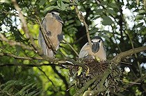 Biosphoto | 1249126 | Boat-billed heron couple at nest | &copy; Daniel Heuclin / Biosphoto
