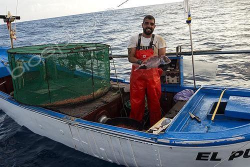 Biosphoto | 2609496 | Bocinegro (Pagrus pagrus) freshly caught from a shrimp trap. Shrimp fishing (Plesionika narval) is an artisanal activity carried out from small boats. Pots (traps) are used, which are placed on the seabed at depths between 50 and 150 meters, and which also catch some fish. It is practiced year-round, although catches are more abundant in summer. Production is mainly destined for local consumption. VESSEL: El Puma. FISHERMAN: Ayoze Rodríguez (model release). Fishermen’s Guild of San Marcos in Icod de los Vinos, Tenerife. Canary Islands. | © Sergio Hanquet / Biosphoto