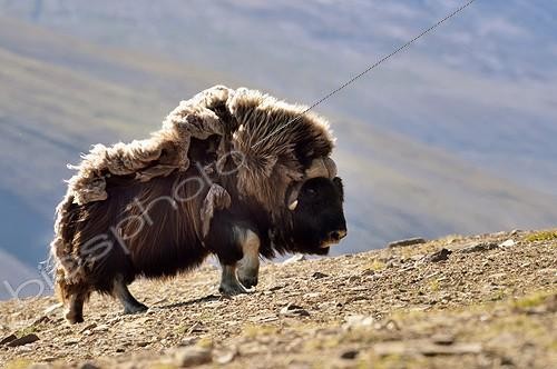 Biosphoto | 2025051 | Boeuf musqué marchant dans la toundra - Groenland | &copy; Pierre Vernay / Polar Lys / Biosphoto