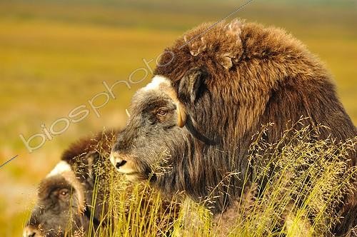 Biosphoto | 684106 | Boeufs musqués dans la toundra Alaska USA | &copy; Fabrice Simon / Biosphoto
