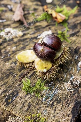 Biosphoto | 2597249 | Bogue de châtaigne ouverte sur une souche en automne, Moselle, France | &copy; Yann Avril / Biosphoto