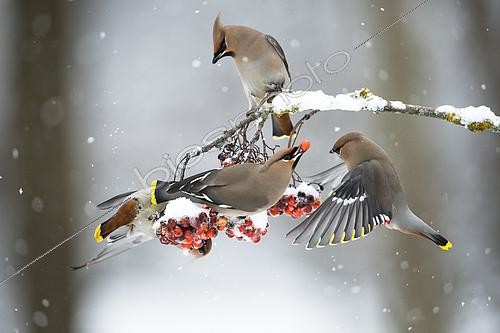 Biosphoto | 2094975 | Bohemian Waxwing (Bombycilla garrulus) eating a berry from Rowan in winter, Bavaria, Germany | &copy; Berndt Fischer / Biosphoto