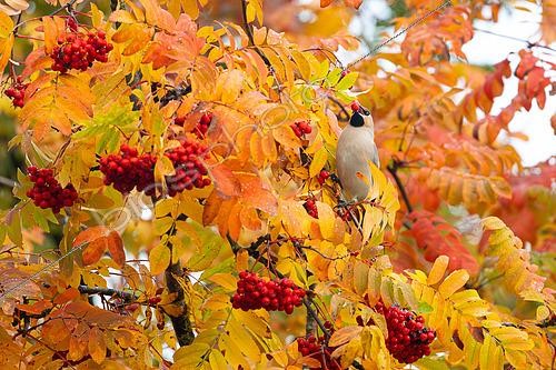 Biosphoto | 2596211 | Bohemian Waxwing (Bombycilla garrulus) feeding on a rowan tree in Autumn, Kuhmo region, Finland | &copy; Michael Adam / Biosphoto