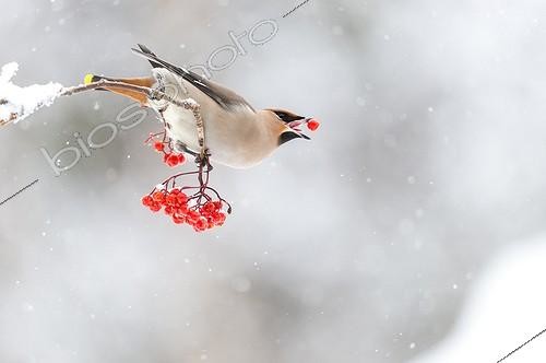 Biosphoto | 2044312 | Bohemian Waxwing eating berries in winter - Finland | &copy; Jean-Paul Chatagnon / Biosphoto