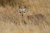 Biosphoto | 2395216 | Bohor Reedbuck (Redunca redunca) in dry grass, Dinsho, Ethiopia | &copy; Stéphan Bonneau / Biosphoto