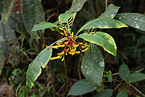 Biosphoto | 2621624 | Bois-pian (Isertia coccinea) en fleurs à l'état sauvage. Choco andino. Equateur. Amérique du Sud | &copy; Brigitte Marcon / Biosphoto