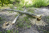 Biosphoto | 2609423 | Bois rongé par un Castor d'Europe (Castor fiber) sur les berges du Calavon, Parc naturel du Luberon, Beaumettes, Vaucluse, France | &copy; David Tatin / Biosphoto