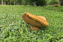Biosphoto | 1337833 | Bolet géant dans le PN Kruger en RSA | &copy; Alain Mafart-Renodier / Biosphoto