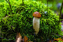 Biosphoto | 2609841 | Bolet orangé des peupliers (Leccinum albostipitatum) comestible, Forêt de la Reine, Ansauville, Lorraine, France | &copy; Stéphane Vitzthum / Biosphoto