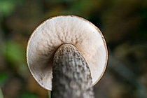 Biosphoto | 2609846 | Bolet rude (Leccinum scabrum), dessous du chapeau avec pores blancs, Ansauville, Forêt de la Reine, Lorraine, France | &copy; Stéphane Vitzthum / Biosphoto