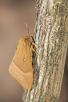 Biosphoto | 2609361 | Bombyx du chêne (Lasiocampa quercus) femelle sur une brindille le matin, Ligurie, Italie | &copy; Tonči Maletic / Biosphoto