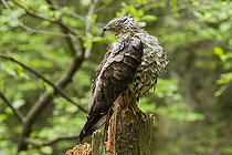 Biosphoto | 2059251 | Bondrée apivore après un bain posée sur un tronc brisé, Bavière, Allemagne | &copy; Pierre Huguet-Dubief / Biosphoto