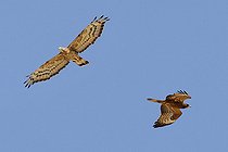 Biosphoto | 2422643 | Bondrée orientale (Pernis ptilorhynchus orientalis) en vol, Oman | &copy; Saverio Gatto / Biosphoto