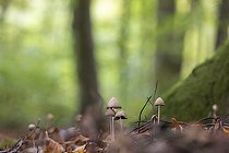 Biosphoto | 2546880 | Bonnet mycena (Mycena galericulata), Hardt forest, Alsace, France | &copy; Benoît Personnaz / Biosphoto