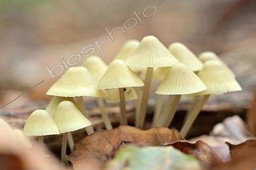 Biosphoto | 2571331 | Bonnet mycena (Mycena galericulata) in the Espinouse forest, Hérault, France | &copy; Thierry Le Quay / Biosphoto