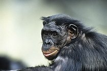 Biosphoto | 1524270 | Bonobo, Chimpanzee (Pan paniscus), Africa | &copy; Konrad Wothe / imageBROKER / Biosphoto