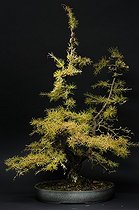 Biosphoto | 1233449 | Bonsaï de Mélèze d'Europe lors d'une exposition France | &copy; Claude Thouvenin / Biosphoto