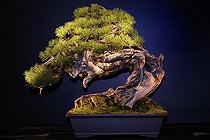 Biosphoto | 1233446 | Bonsaï de Pin lors d'une exposition à Mulhouse France | &copy; Claude Thouvenin / Biosphoto