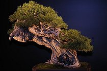 Biosphoto | 1233447 | Bonsaï de Pin lors d'une exposition à Mulhouse France | &copy; Claude Thouvenin / Biosphoto