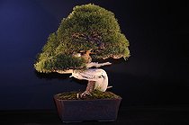 Biosphoto | 1233448 | Bonsaï de Pin lors d'une exposition à Mulhouse France | &copy; Claude Thouvenin / Biosphoto
