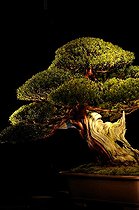 Biosphoto | 1233406 | Bonsaï d'If du Japon présenté lors d'une exposition Mulhouse | &copy; Claude Thouvenin / Biosphoto