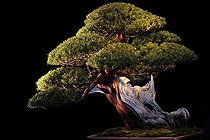 Biosphoto | 1233442 | Bonsaï d'If du Japon présenté lors d'une exposition Mulhouse | &copy; Claude Thouvenin / Biosphoto