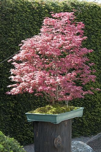 Biosphoto | 2083325 | Bonsai, Japanese maple (Acer palmatum) 'Deshojo' | &copy; DIGIT images / Biosphoto