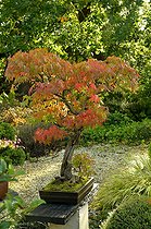 Biosphoto | 2594763 | Bonsai Japanese maple and Japanese garden at Moulin de la Lande in Brittany, France | &copy; Claude Thouvenin / Biosphoto