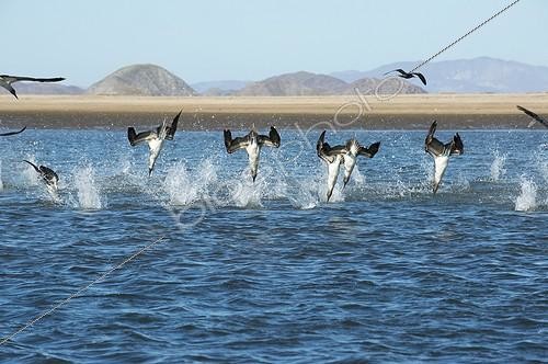 Biosphoto | 2037290 | Boobies dive bomb a shoal of fish - Gulf of California | &copy; Christopher Swann / Biosphoto