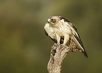 Biosphoto | 2088711 | Booted Eagle (Hieraaetus pennatus) on a branch, Spain | &copy; Mario Cea Sanchez / Biosphoto