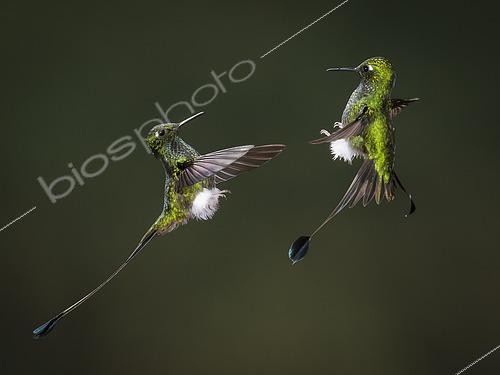 Biosphoto | 2455058 | Booted Racket-tail (Ocreatus underwoodii), two males confronting each other, Ecuador | &copy; Ignacio Yufera / Biosphoto